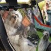 Cartoon Lowchen Dog Design Car Back Seat Cover Dog Car Seat Covers - 60cc524941d2
